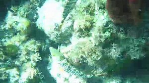 Athol Island Snorkeling