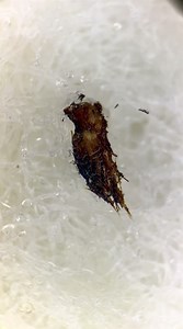 Bro looks at a used vape under the microscope - you won’t believe what is found!