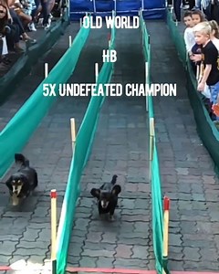 That is one fast ween 😍 Insta: @rowdy_dachshund | Sausage Dog Central