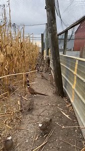 2.3K reactions · 60 shares | morning on the farm #midwest #wildlife #gamefarm | Ingalls Pheasants & Fowl | Facebook