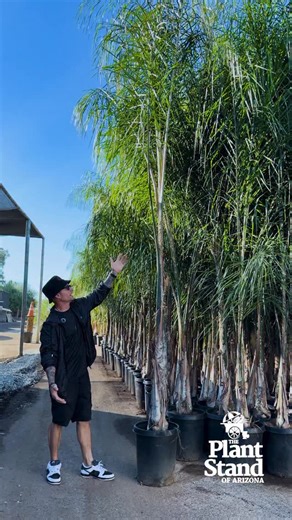 Black Friday Deals continue at The Plant Stand Of Arizona! Our 15 gallon 14-15 foot queen palms normally $129.99. 🚨This weekend only $39.99🚨 Stop by and check out all our amazing Black Friday deals! We open at 7am and our Black Friday sales end Monday! See you Soon! 🚚 Need delivery? WE DELIVER! 🪴The Plant Stand Of Arizona 6420 S 28th st Phoenix, Az 85042 #blackfriday #blackfridaysales #phoenix #phoenixplants #hugesale | The Plant Stand of Arizona