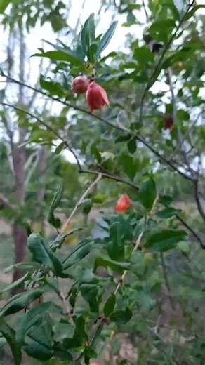 🍎 Start Your Profitable Pomegranate Cultivation Today! 🌿 #mullaitivu #farmingtraditions