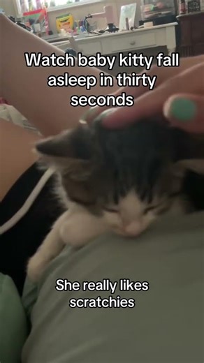 Baby kitty falls asleep in 30 seconds. #cat #kitten #cute #cats #pets #cattok #cutecat
