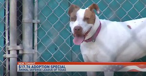 Adopt a pet at Animal Defense League of Texas for $17.76 during special event
