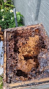 Heartbroken. One of my oldest, strongest hives destroyed. It's always devastating when hives die, especially ones you've had for years. Unfortunately there's no bringing this one back as the bee numbers are so low and I'm not sure the Queen bee is still alive. #nativebee #naturelovers #beesofinstagram #awesomeearth #instagramreels #beekeeping #beethecure #savethebees #earthshots #eathpics #bees #Apismellifera #nativestinglessbees #australiananimal #australiannative #wow_australia2021 #Australia 