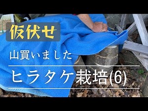 ヒラタケ栽培（６）仮伏せ