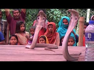 Snake Dance Festival - Traditional Jhapan Khela By The Snake Charmer - Sap Khela