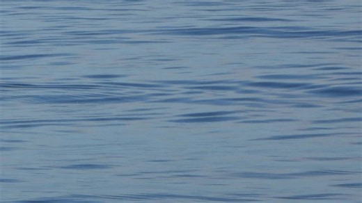 Breaching Killer Whale/Orca in Monterey Bay California | Moms Whale Watching