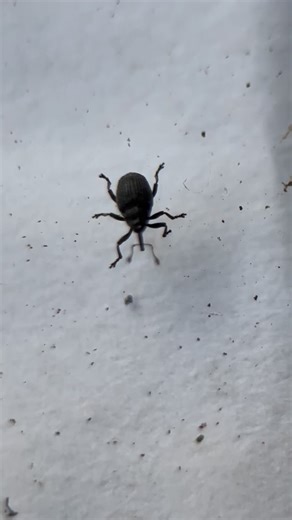 A tiny #weevil : Cabbage seed weevil (Ceutorhynchus obstrictus) #seedweevils #britishbeetles #ukbeetles #britishinsects #ukinsects #insectsuk #wildlifephotography #natureobservation #wildlifeuk #sussexwildlife #britishnature #uknature #natureuk #coloursofbritain #natureobserver #observingnature #exploringnature #littlebritain #insectphotography #wildlifewatching #naturewatching #insectworld #insectlife #woodvalecrematorium #cemeteryexplorer | Cingoz Gulsen | Facebook