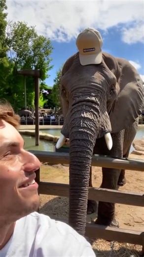 Elephant stole my hat and wore it | Kwebbelkop