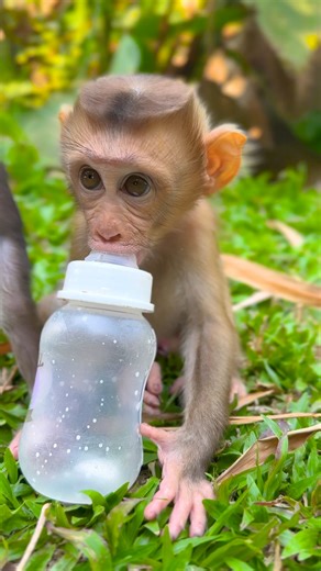 1.6K views · 18 reactions | #poormonkey #reelmonkey #videosmonkey #littlemonkey | Tiny TV | Facebook