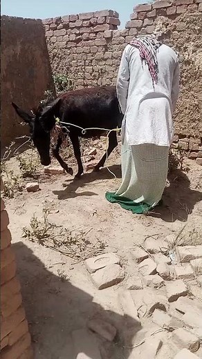 Funny Donkey Moments 😂 | Try Not To Laugh Challenge | Hilarious Donkey Video 2026