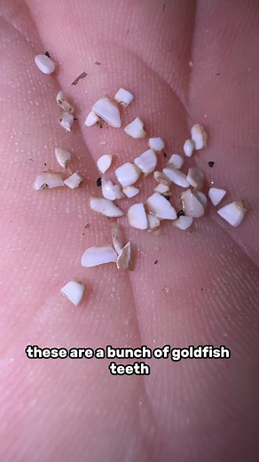 Collecting Goldfish Teeth for an Epic Collection