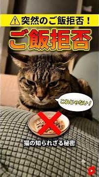 [Shocking Truth] The real reason why cats suddenly stop eating #RescueCat #LifeWithCats #CatLover...