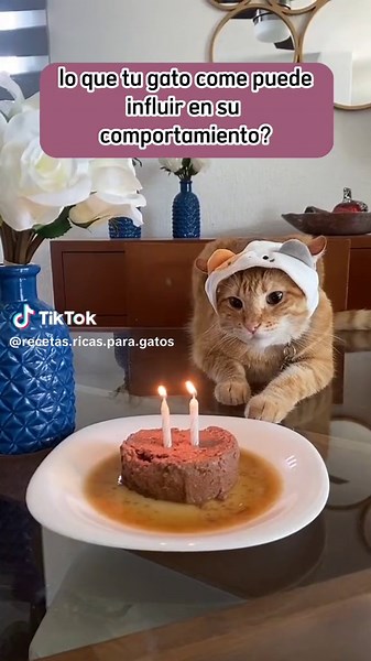 Dale a tu gatito la comida que se merece y cocina para él rica y variadas recetas caseras sin perjudicar su salud ❤️🐱. Adquiere nuestra guía