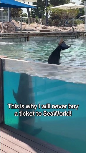 What Captivity Does to Orcas and Dolphins 💔