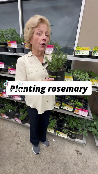Winter Hardy Rosemary Plant Care Tips and Garden Ideas