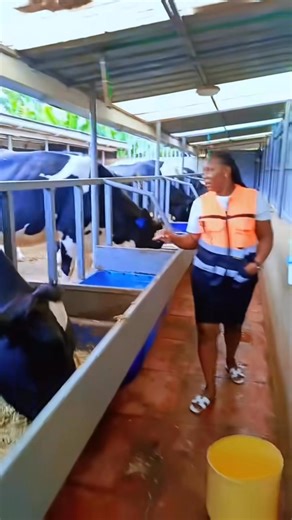 Farm life | Martha Njambi dairy farm