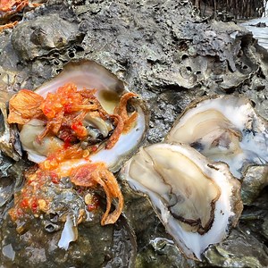 448K views · 1.6K reactions | Wow! I catch and eat a lot of wild...