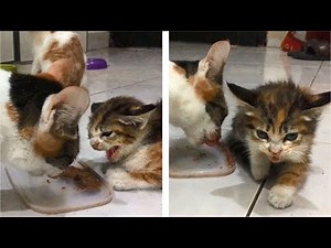 The Rescue Kitten Angry And Hissing At Cat Eating Kitten's Food - Cats Meowing