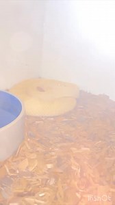 LIGHTNING FAST STRIKE FOR ALBINO RATTLESNAKE! #diamondback #snake #wildlife #nature #animals #albino #snaketattoo #lizard #herping #colubrid #ballpythonbreeding #wildlifephotography #pythonregius #pythons #boaconstrictor #ballpythonbreeder #snakelovers #pythonsofinstagram #hognose #love #naturephotography #snakephotography #reptilephotography #petsnake #photography #cobra #snakelove #ballpythonmorph #snek #snakeofinstagram #snakesofinsta #Shorts #virals #best #fyp | Willard DEE