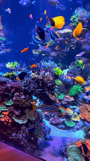 The rich man's personal fish tank is like an aquarium to us. | Fish Tank
