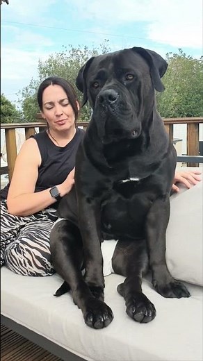 Meet the Boerboel | South Africa’s Mighty Protector