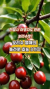 전참시 이영자도 만든 보리수청 |보리수의 효능부터 만드는 법까지 총정리 🍒 #보리수효능 #보리수청 #보리수잼 #보리수주스 #항산화 #혈관건강 #장건강 #쇼츠건강