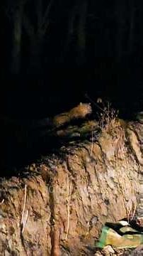 🔥🔥 முதுமலை காட்டில் நள்ளிரவு திக் திக் பேருந்து பயணம் | Jolly Trip