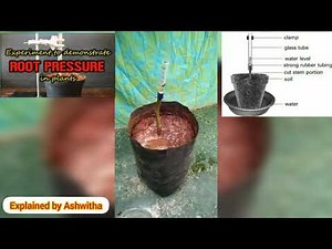 Experiment to demonstrate root pressure in plants