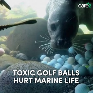 755 reactions · 322 shares | Pebble Beach Golf Course is polluting our oceans with thousands of golf balls and killing innocent marine life. Sign the petition to hold Pebble Beach Golf Course accountable! | Care2 | Facebook