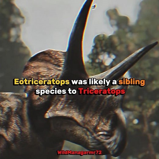 Are Eotriceratops and Triceratops two different genus? #extinctanimals #eotriceratops #triceratops
