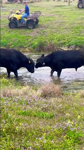 Bulls Fighting til the Death! #Bulls #Bull #Angus #AngusBulls #MeanBulls