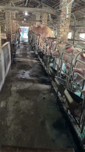 Hungry Piglets Waiting for Feed 🐷 | Farm Feeding Time Madness!