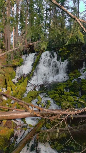 Flying through tangled branches toward a beautiful waterfall hidden deep in the forest. Moss blankets every surface as water cascades down through fallen logs and stone, creating a scene that feels untouched and timeless. The layers of green, flowing water, and filtered light make this moment feel like discovering a secret corner of the woods 😍
