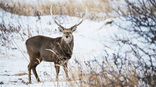All About Deer Poop - NewsBreak
