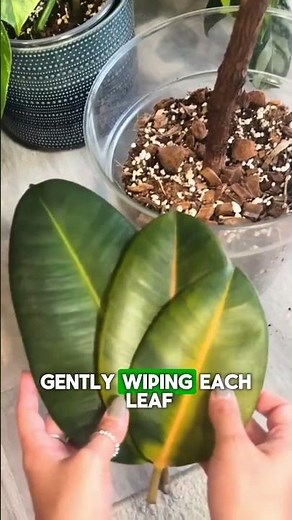 Stop Suffocating Your Plants: The Ultimate Leaf Cleaning Guide