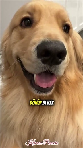 Golden Retriever'ların Size Söylemeyeceği Sırlar🐶🤫