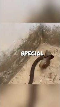 Mongoose vs Snake: The Tiny Predator Everyone Fears #shorts #animals