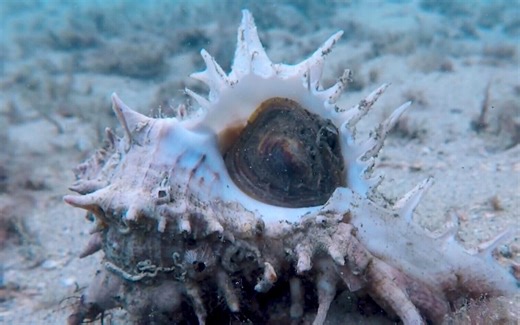 Made from snails and fit for kings: First biblical-era dye factory found on Israel’s coast