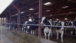 Cows at the Milk Production Factory. A factory worker starts the Process of milking cows on machine. Automated equipment for milking cows on dairy farm. Agricultural business. Modern farm. Stock Video