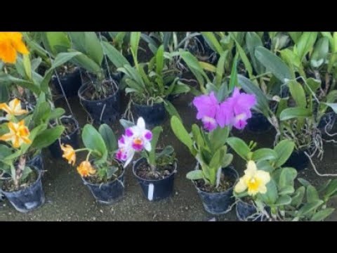 hoa lan thanh tú 0943.87.87.02