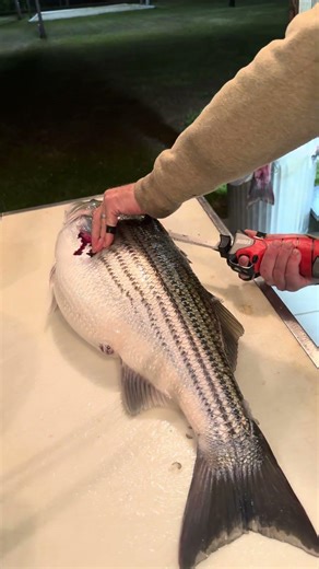 Are you an electric fillet knife kinda guy? #fishing #fish #fillet