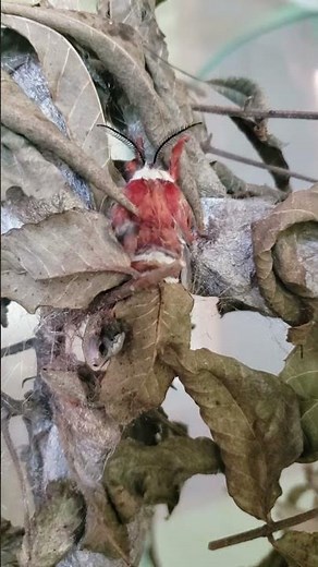 Cecropia Moth Emergence from Cocoon