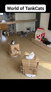 9.4K views · 275 reactions | #fyp #animals #anime #animememes #animeedit #animelover #cat #catlover #catsoftiktok #catsofinstagram #catloversclub #catoftheday #catsoffacebook #kitty #kitten #kittycat | Weab Chan ツ | Facebook