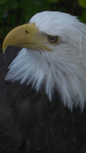 This week, the U.S. Forest Service celebrated its 121st anniversary! 🎂🎈 The U.S. Forest Service is tasked with the management, conservation, and stewardship of the 193 million acres of national forests 🌲 and grasslands 🌱 in the United States. We support these efforts where we can, and work to ensure our forests and those who live on them remain protected. See some of the faces of the forest that we are so keen to keep safe. | Defenders of Wildlife