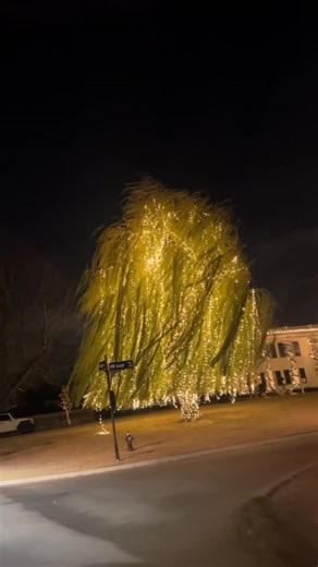 Plantcubby | Plant Decor | Interior Design on Instagram: "First time seeing the Willow tree at Christmas time 🎄 #fypシ #christmas #willowtree #nicholshills #okc Tt/mattie feather"