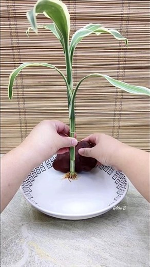 Capture Nature's Beauty with Lucky Bamboo, Syngonium, & Njoy Pothos Water Garden🌿 #watergarden