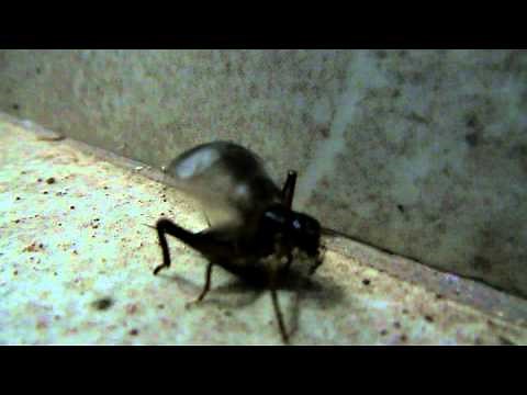 cricket chirping night insect sound