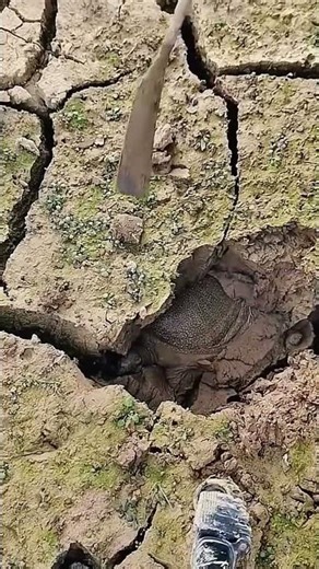 Amazing digging process of turtles in cracked fish pond